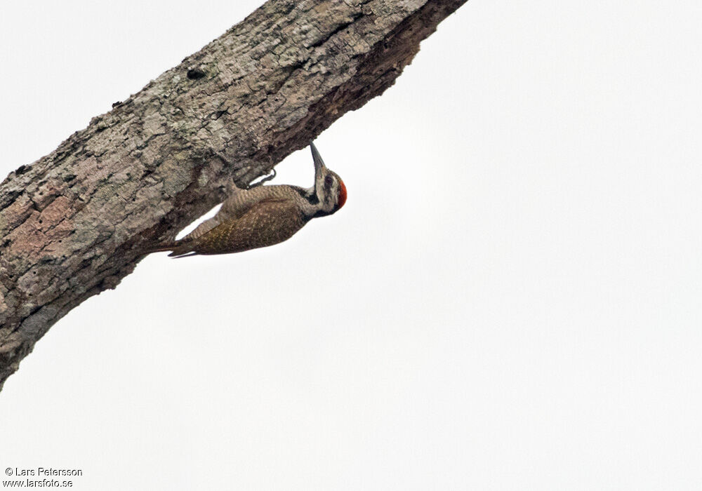 Bearded Woodpecker