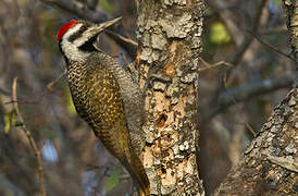 Bearded Woodpecker