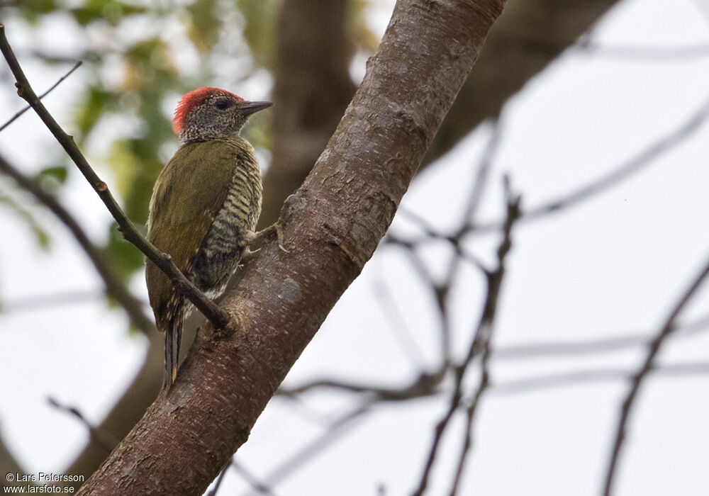 Little Green Woodpecker