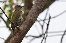 Little Green Woodpecker