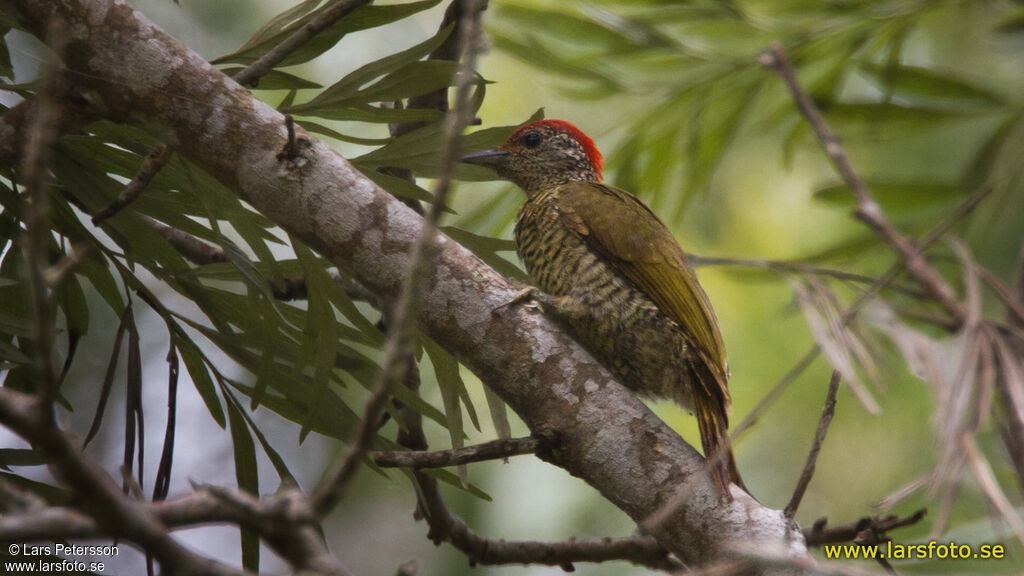 Little Green Woodpecker