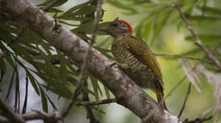 Little Green Woodpecker