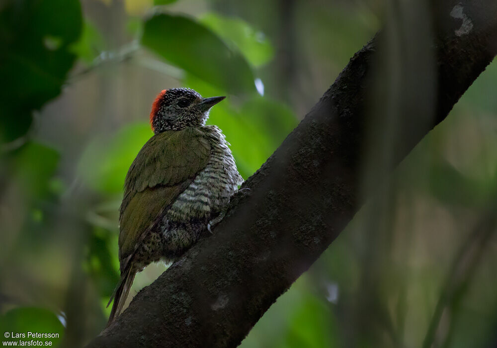 Little Green Woodpecker