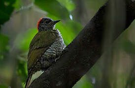 Little Green Woodpecker