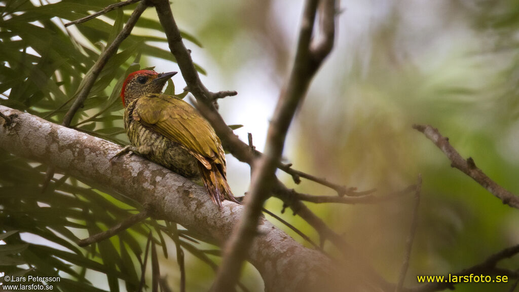 Little Green Woodpecker