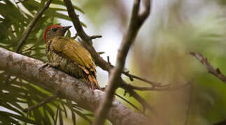 Little Green Woodpecker