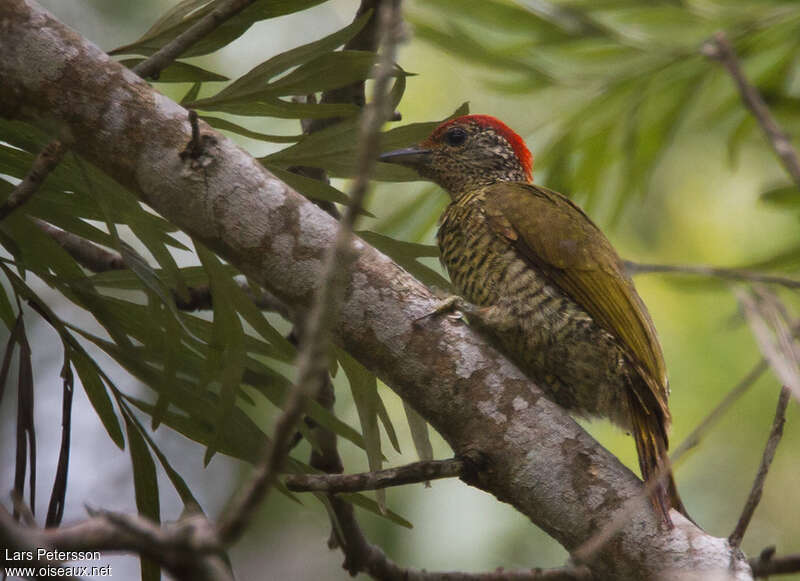 Little Green Woodpeckeradult, identification