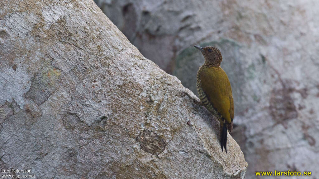 Little Green Woodpecker female adult, identification