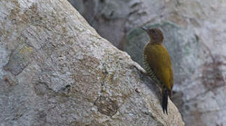 Little Green Woodpecker