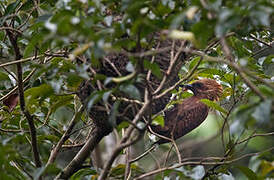 Rufous Woodpecker