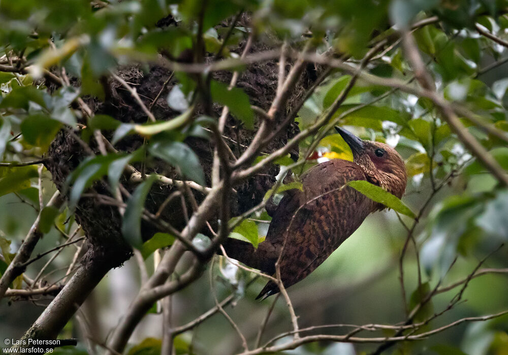 Rufous Woodpecker