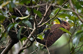 Rufous Woodpecker