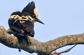 Heart-spotted Woodpecker