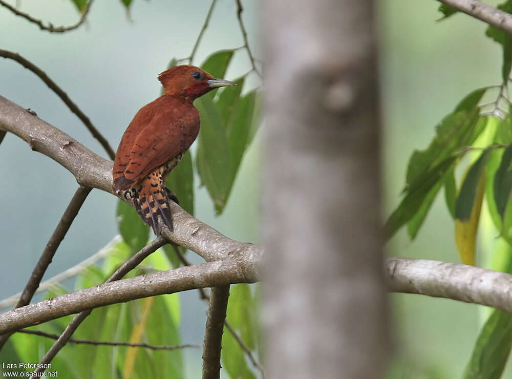 Cinnamon Woodpecker male adult, pigmentation