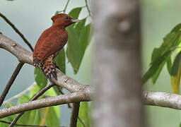 Cinnamon Woodpecker