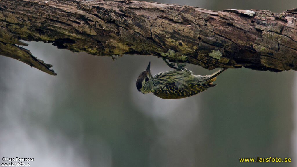 Cardinal Woodpecker