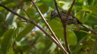 Cardinal Woodpecker