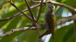 Cardinal Woodpecker