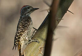 Cardinal Woodpecker