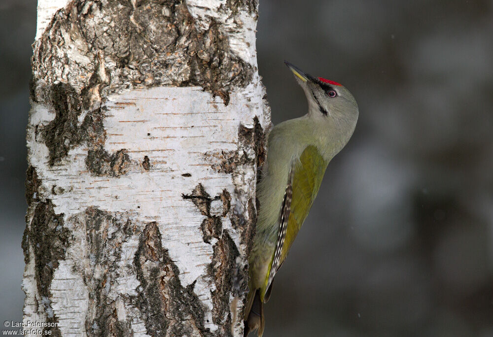 Grey-headed Woodpecker