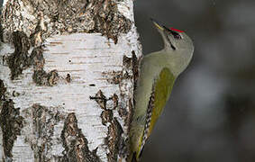 Grey-headed Woodpecker