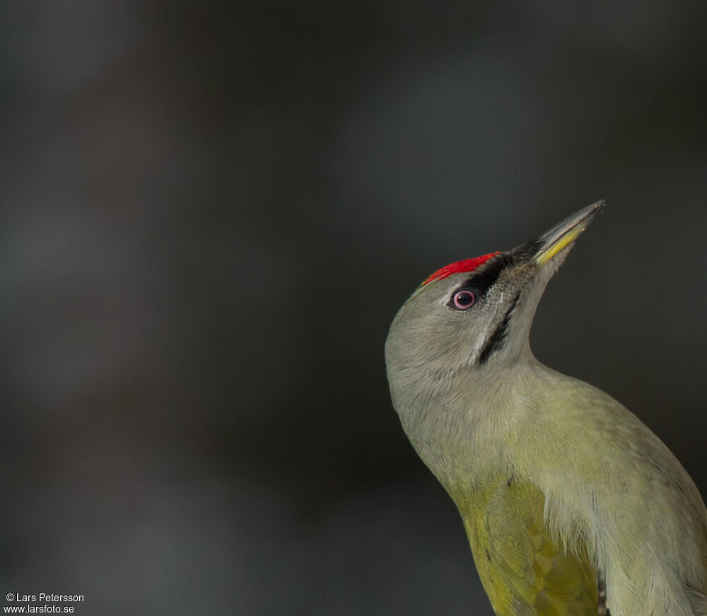 Grey-headed Woodpecker