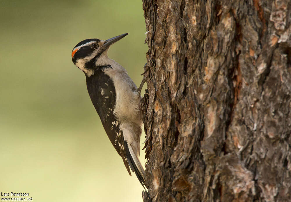 Pic chevelu mâle adulte, identification