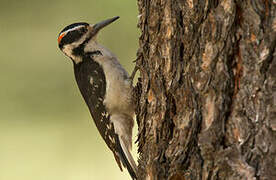 Hairy Woodpecker