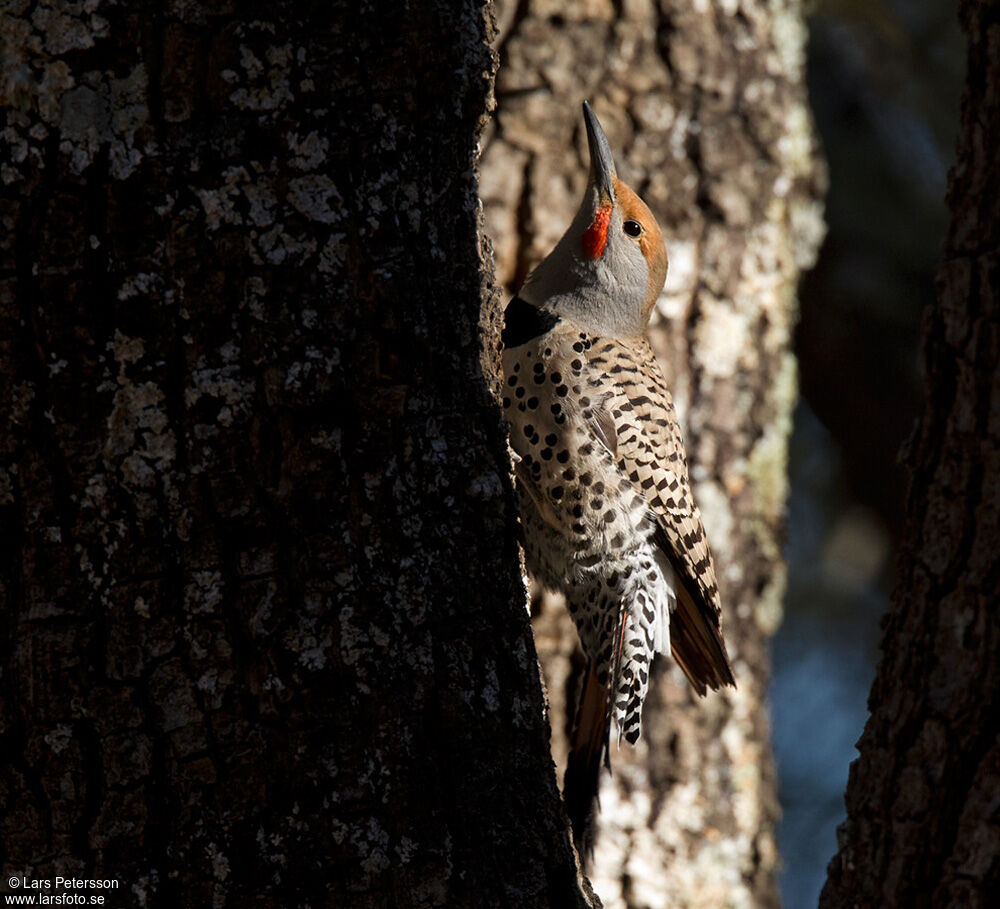 Gilded Flicker