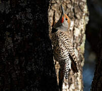 Gilded Flicker