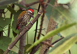 Abyssinian Woodpecker