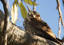 Arizona Woodpecker