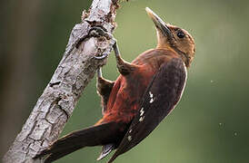 Okinawa Woodpecker