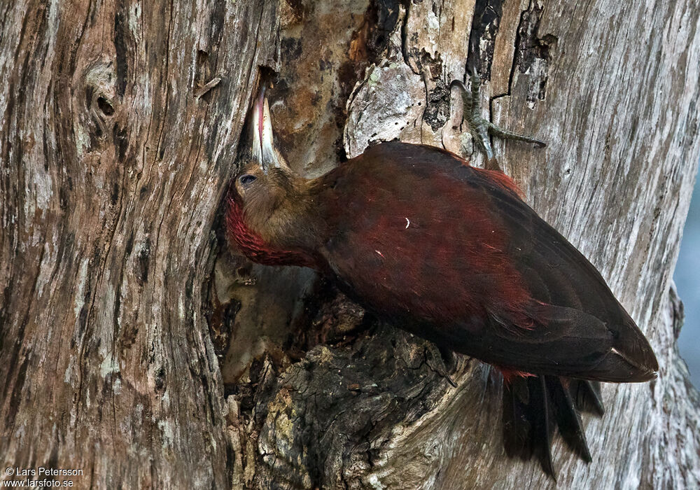 Okinawa Woodpecker