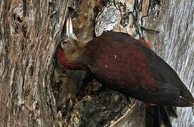 Okinawa Woodpecker