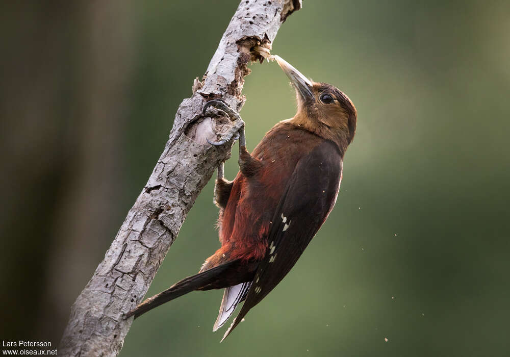 Okinawa Woodpecker female adult, identification