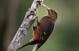 Okinawa Woodpecker