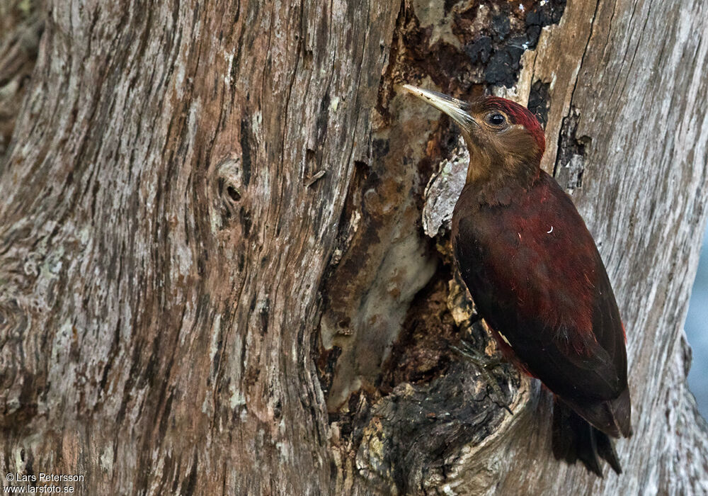 Okinawa Woodpecker