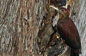 Okinawa Woodpecker