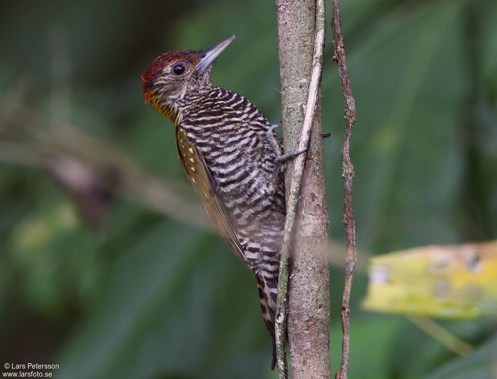 Golden-collared Woodpecker