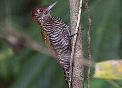 Golden-collared Woodpecker