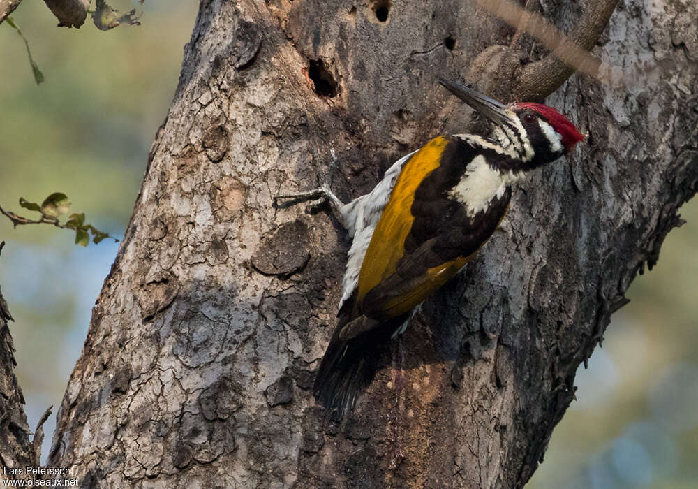 White-naped Woodpecker male adult