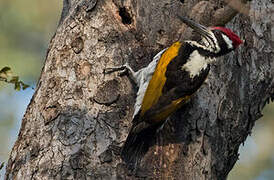 White-naped Woodpecker