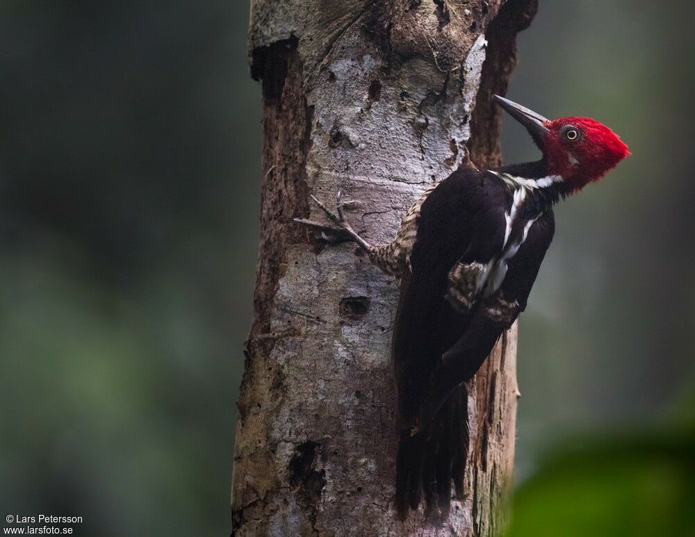 Guayaquil Woodpecker