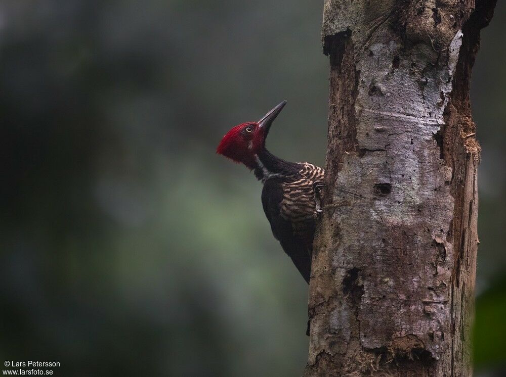 Guayaquil Woodpecker