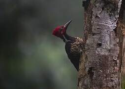 Guayaquil Woodpecker