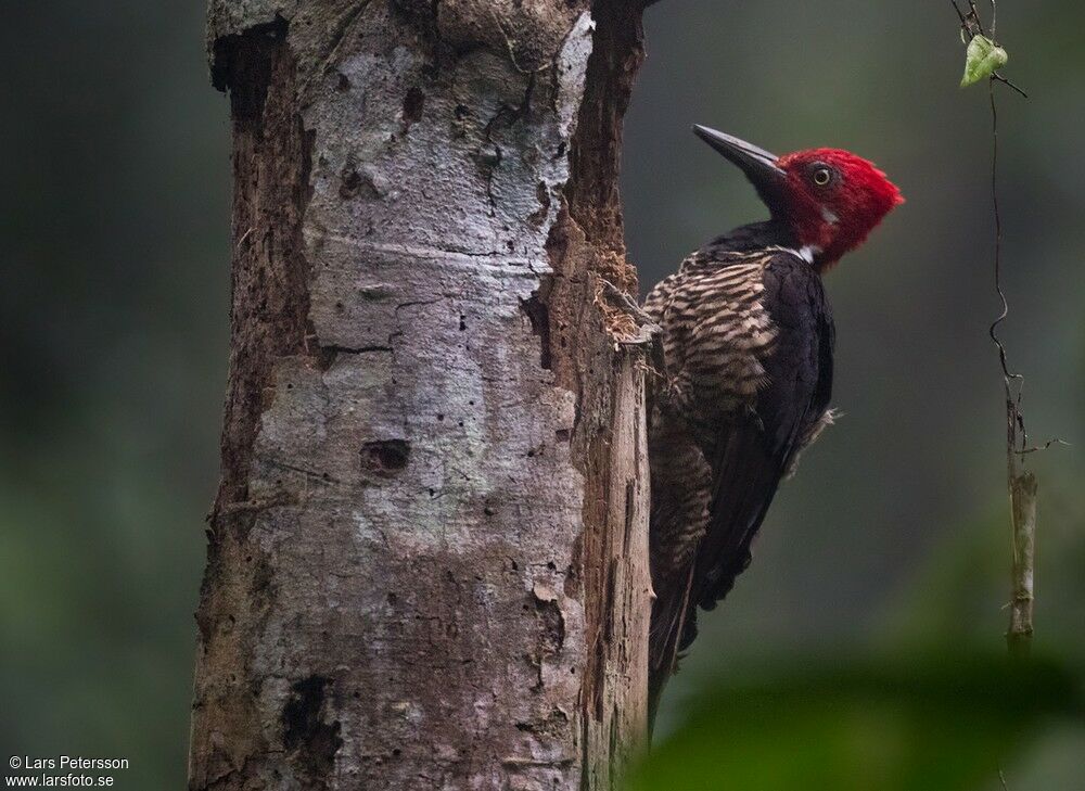 Guayaquil Woodpecker