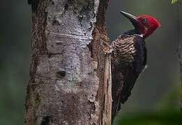 Guayaquil Woodpecker