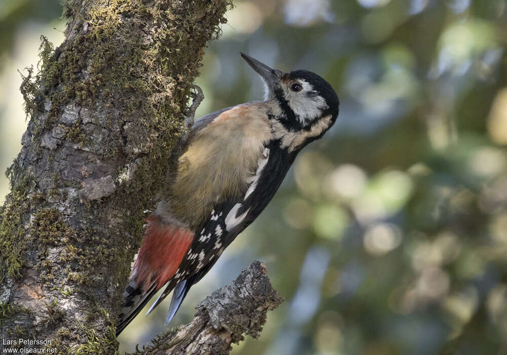 Himalayan Woodpecker female, identification