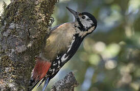 Himalayan Woodpecker